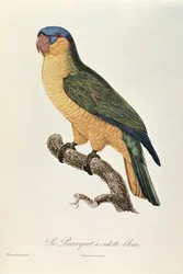 Blaukappenpapagei von Jacques Barraband